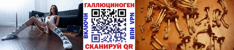 магазин Элиста Псилоцибиновые грибы Psilocybine cubensis